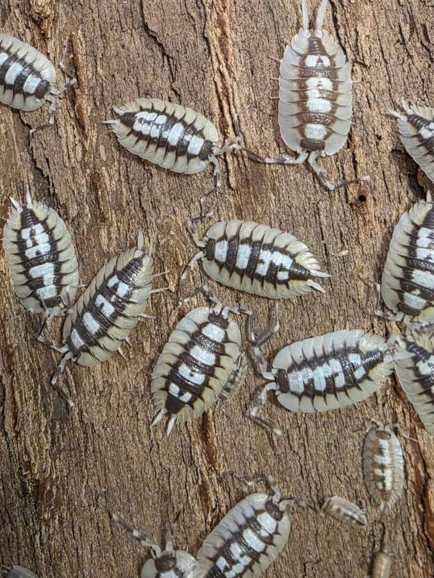 cropped 20260409 190003 scaled 1.jpg cropped 20260409 190003 scaled 1.jpg