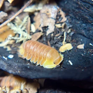 cropped blonde ducl.webp