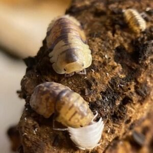 cropped cordova molting rotated 2.jpg