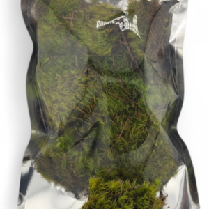 Cushion Moss cropped cushionmoss.webp