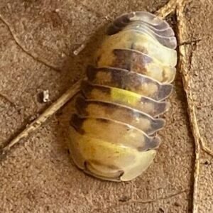 cropped firefly on a leaf rotated 2.jpg