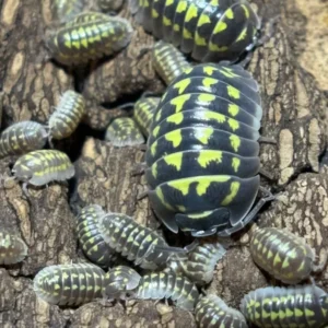 cropped gestroi 1.webp