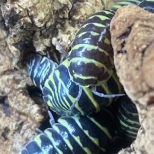 Armadillidium Maculatum “Yellow” cropped gp yellow zebras with head antenna rotated 1.jpg