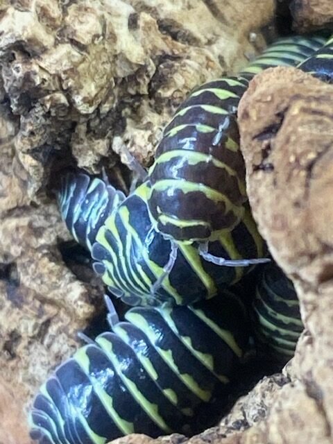 cropped gp yellow zebras with head antenna rotated 1.jpg cropped gp yellow zebras with head antenna rotated 1.jpg