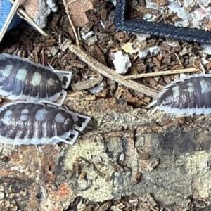 cropped img 0069.jpeg