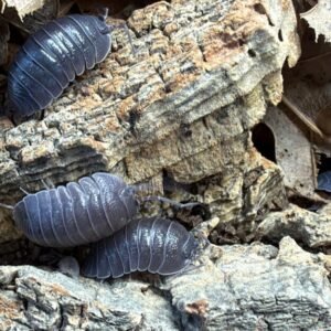 cropped img 0073 scaled 2.jpeg