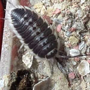 cropped img 0077.jpeg