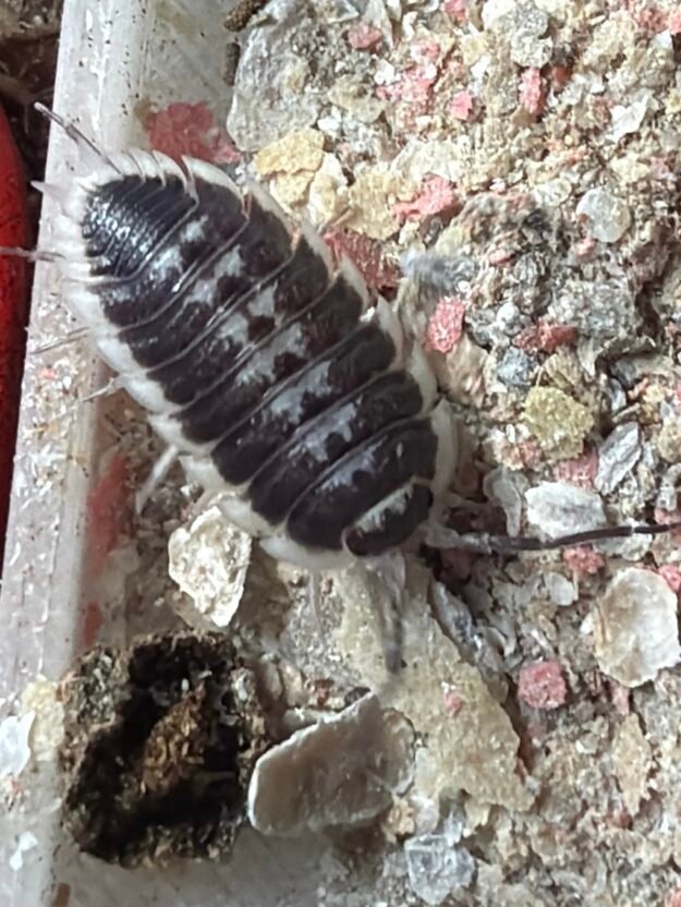 cropped img 0077.jpeg cropped img 0077.jpeg