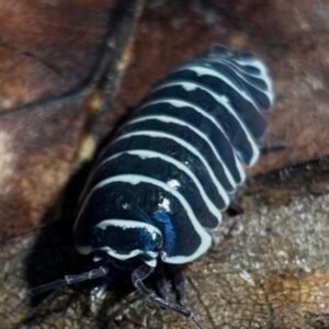 cropped img 0079.jpeg