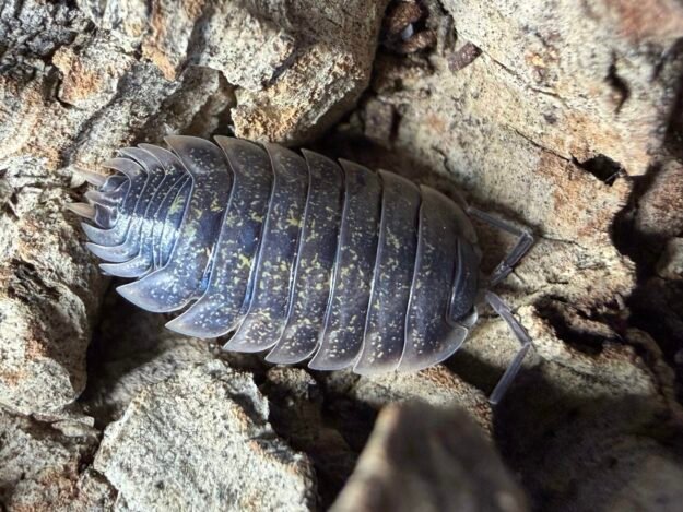 cropped img 0080 scaled 1.jpeg cropped img 0080 scaled 1.jpeg