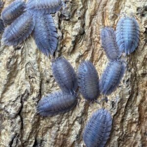 cropped img 0083 scaled 1.jpeg