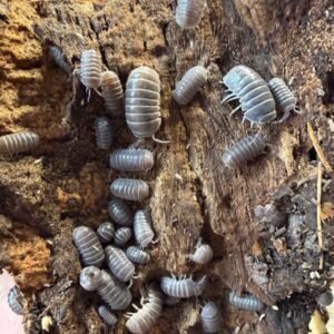 cropped img 0094 scaled 1.jpeg