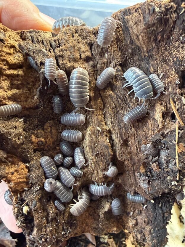 cropped img 0094 scaled 1.jpeg cropped img 0094 scaled 1.jpeg