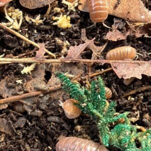 cropped img 0095 scaled 1.jpeg