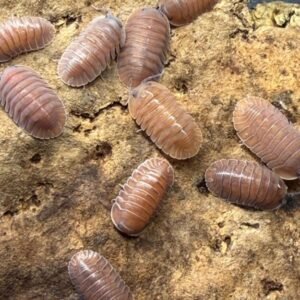 cropped img 0096 scaled 1.jpeg