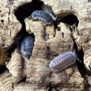 cropped img 0097 scaled 1.jpeg