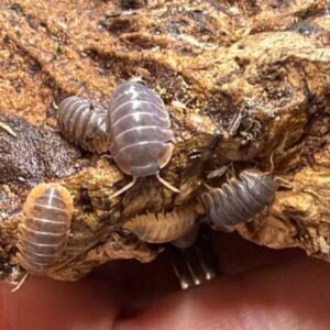 cropped img 0098 scaled 1.jpeg