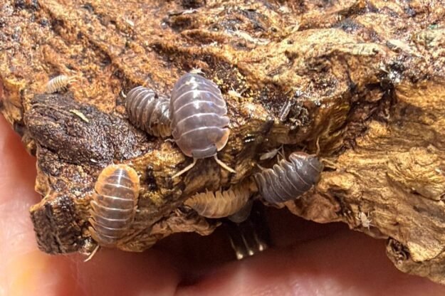 cropped img 0098 scaled 1.jpeg cropped img 0098 scaled 1.jpeg