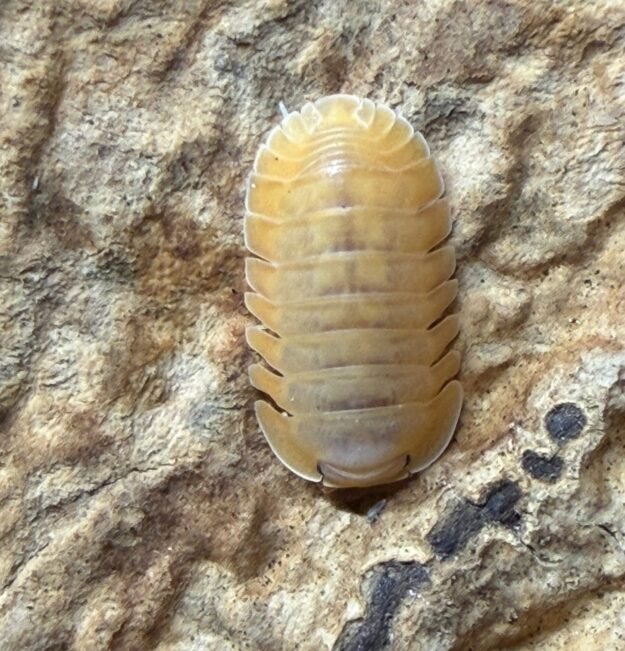 cropped img 0099 scaled 1.jpeg cropped img 0099 scaled 1.jpeg