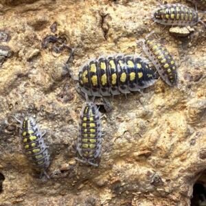 cropped img 1933 scaled 1.jpeg