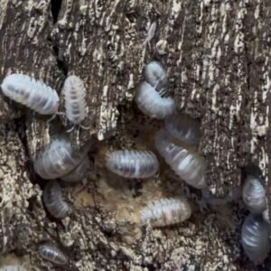 cropped img 2038.jpeg