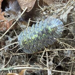 cropped img 2042.jpeg