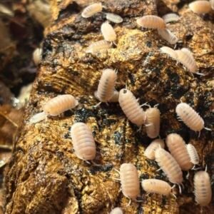 cropped img 2061.jpeg