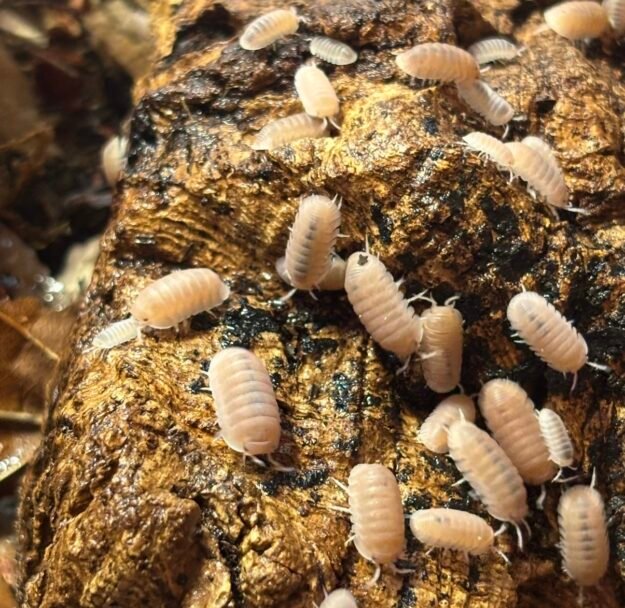 cropped img 2061.jpeg cropped img 2061.jpeg