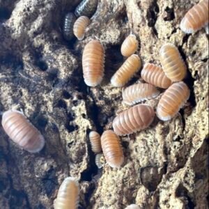 cropped img 2062.jpeg