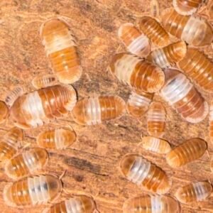 cropped img 2213 1 scaled 1.jpeg