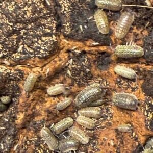 cropped img 2215 scaled 1.jpeg