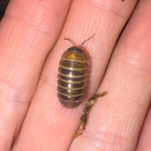 cropped img 2221 scaled 1.jpeg