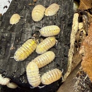 cropped img 2234 scaled 1.jpeg