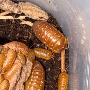 cropped img 2242 scaled 1.jpeg