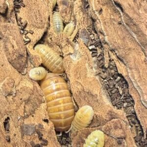 cropped img 2258 scaled 1.jpeg