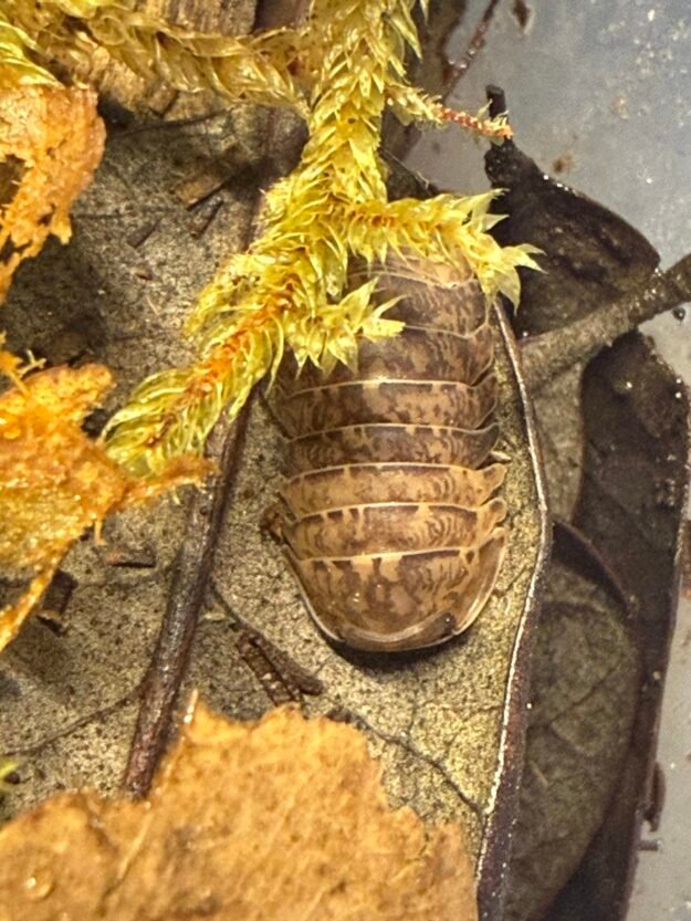 cropped img 2262 scaled 1.jpeg cropped img 2262 scaled 1.jpeg