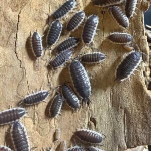 cropped img 2339 scaled 1.jpeg