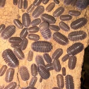 cropped img 2358 scaled 1.jpeg