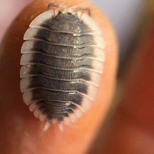 cropped img 3441 rotated 2.jpg