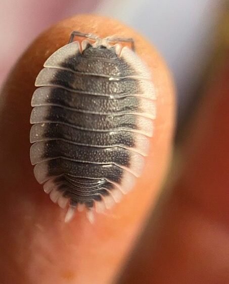 cropped img 3441 rotated 2.jpg cropped img 3441 rotated 2.jpg