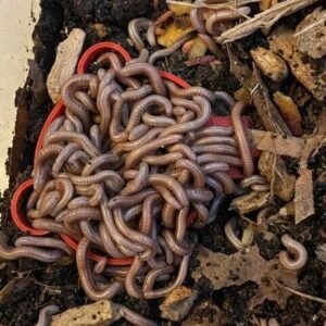 cropped img 3860 rotated 1.jpg