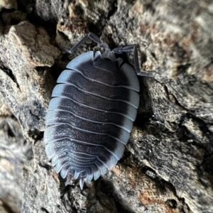 cropped img 4331 scaled 1.jpeg