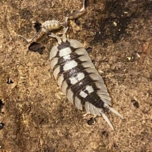 Porcellio Expansus “White” 10+1 cropped img 5618 1.jpeg