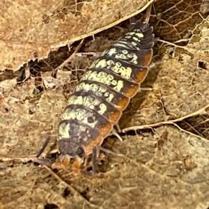 Porcellionides cf. virgatus “Big Pine Key” 10 Count cropped img 5635 scaled 1.jpeg
