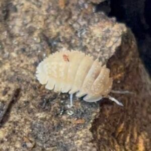 cropped img 8197 scaled 1.jpeg