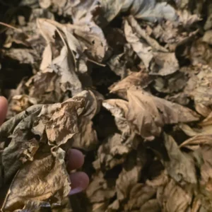 cropped kudzu scaled 2.webp