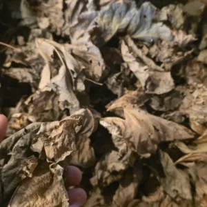 cropped kudzu scaled 3.webp