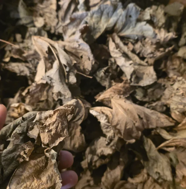 cropped kudzu scaled 3.webp cropped kudzu scaled 3.webp