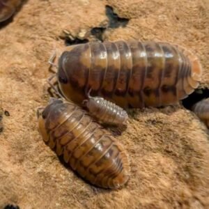 cropped pxl 20250604 192307001 scaled 1.jpg