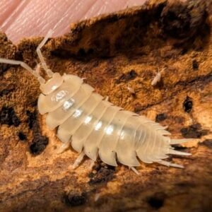 cropped pxl 20250605 154425368 scaled 1.jpg